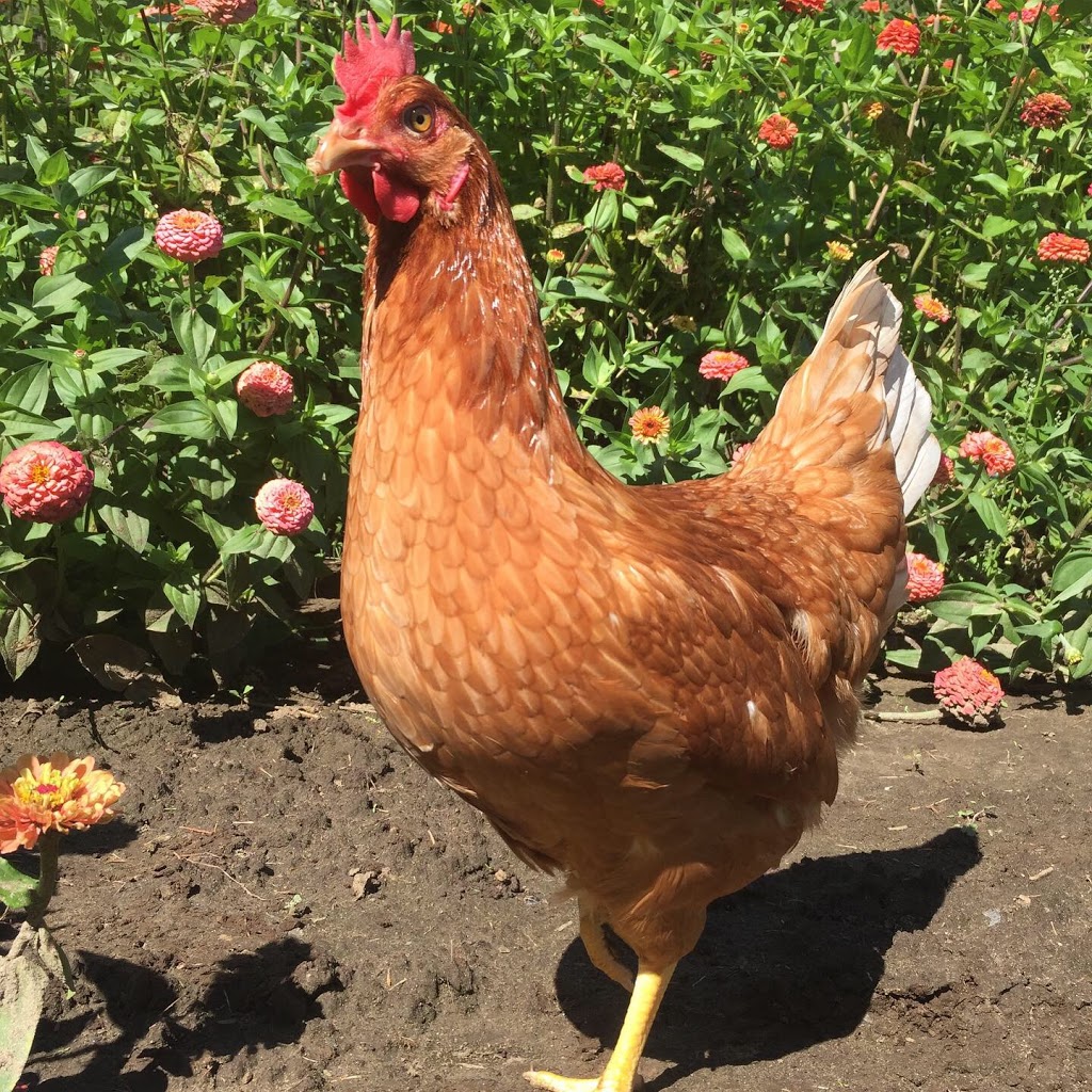 McNiven Farms | 2943 Line, 7 Line N, Oro-Medonte, ON L0L 2E0, Canada | Phone: (705) 330-1652