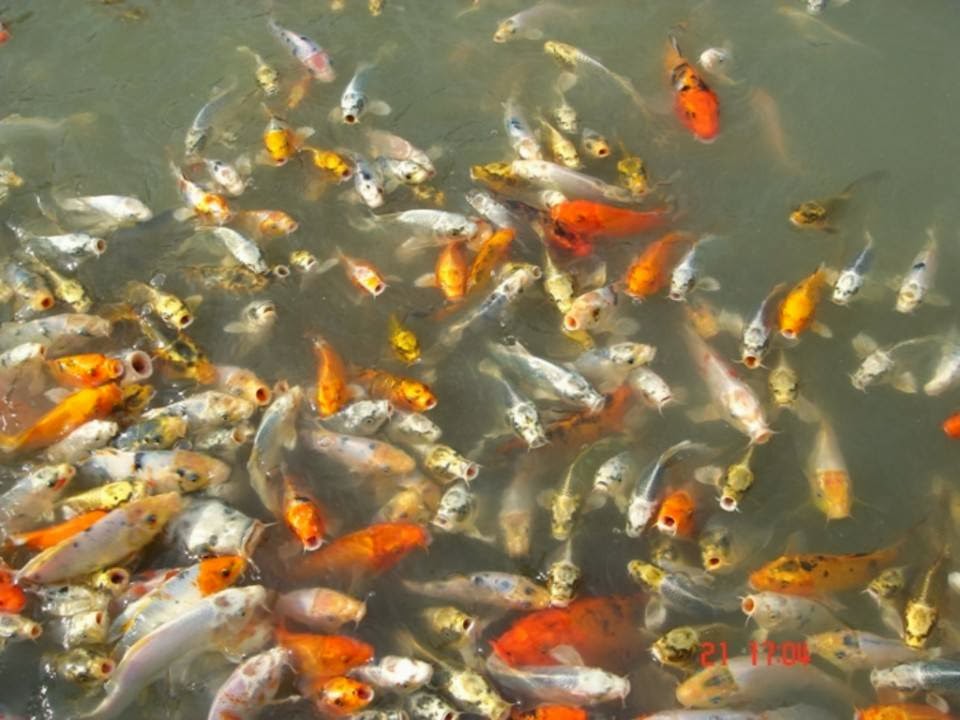 Garden Scents and Koi | 1819 Taylor Line, Coldwater, ON L0K 1E0, Canada | Phone: (705) 686-3913