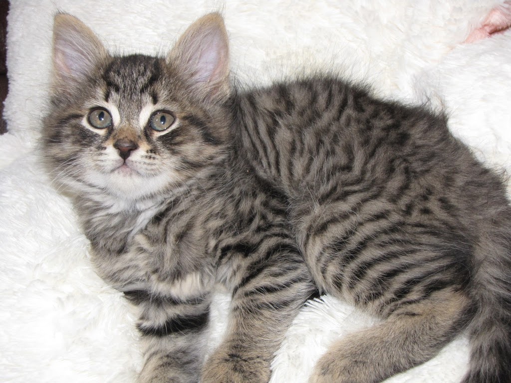 LeGallais Veterinary Hospital | 25 William Graham Dr Unit 5B, Aurora, ON L4G 3G3, Canada | Phone: (905) 713-2366