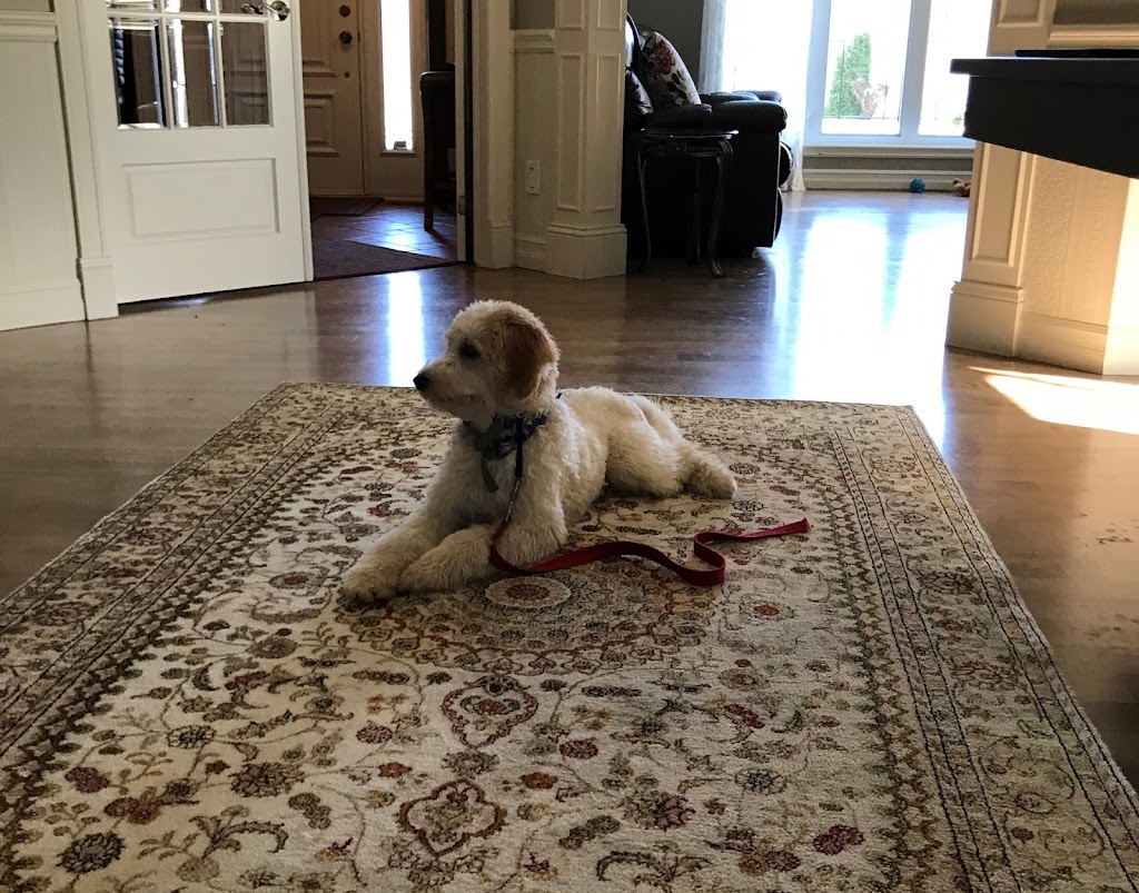 Nettoyage de tapis G & M Courchesne | 1833 Chem. des Patriotes N, Mont-Saint-Hilaire, QC J3H 0N4, Canada | Phone: (450) 467-3981