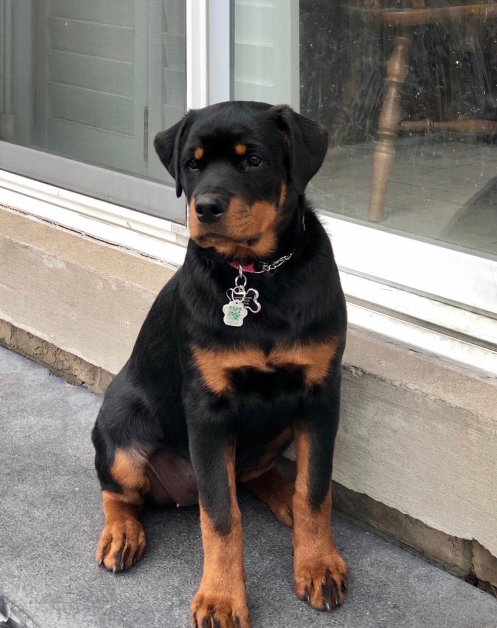 Rotherwood Kennel Rottweiler | Erie Ave S RR 2, Fisherville, ON N0A 1G0, Canada | Phone: (905) 779-0769