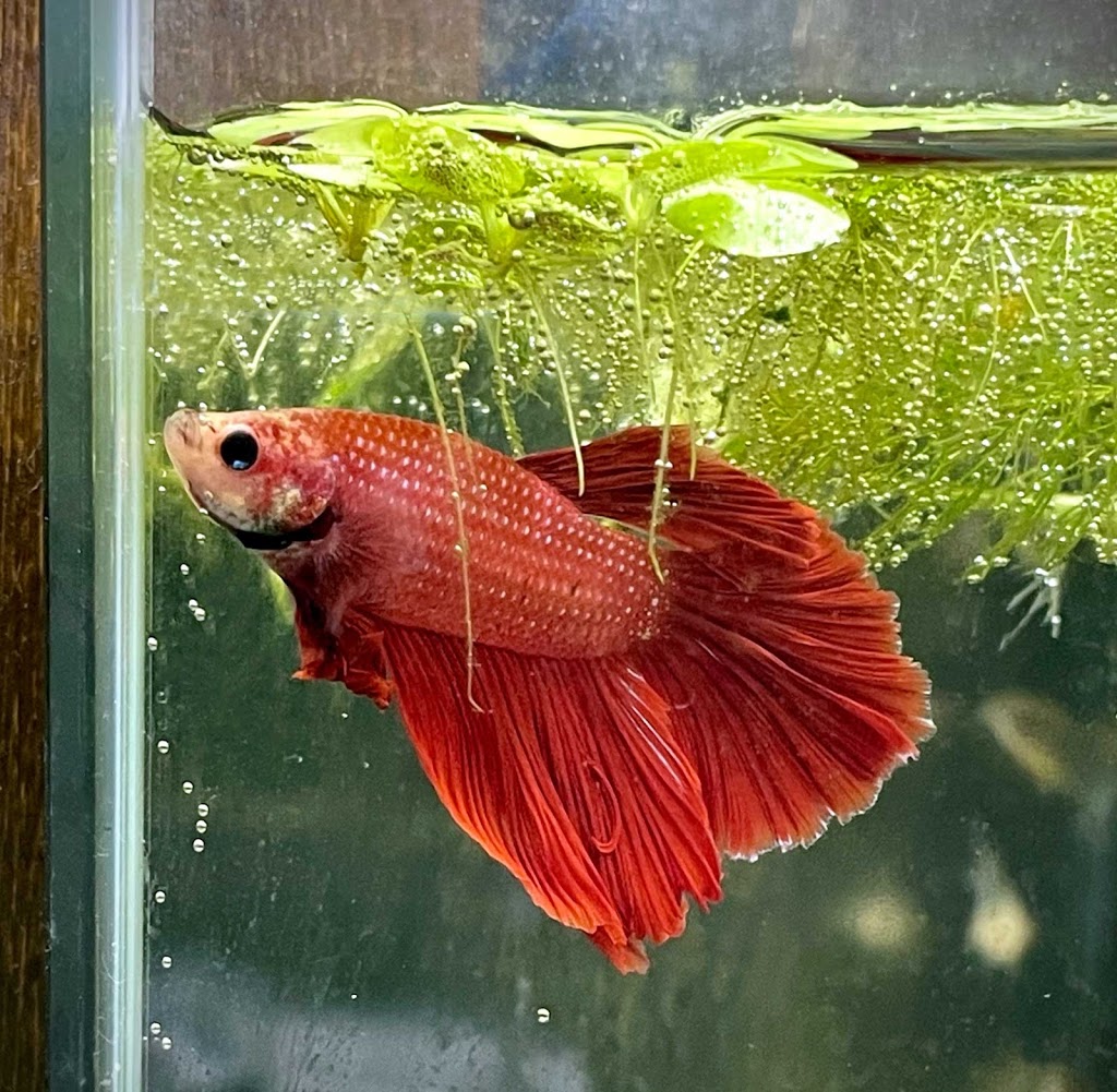 Aprils Aquarium | 4097 Hastings St, Burnaby, BC V5C 2J1, Canada | Phone: (604) 918-3474