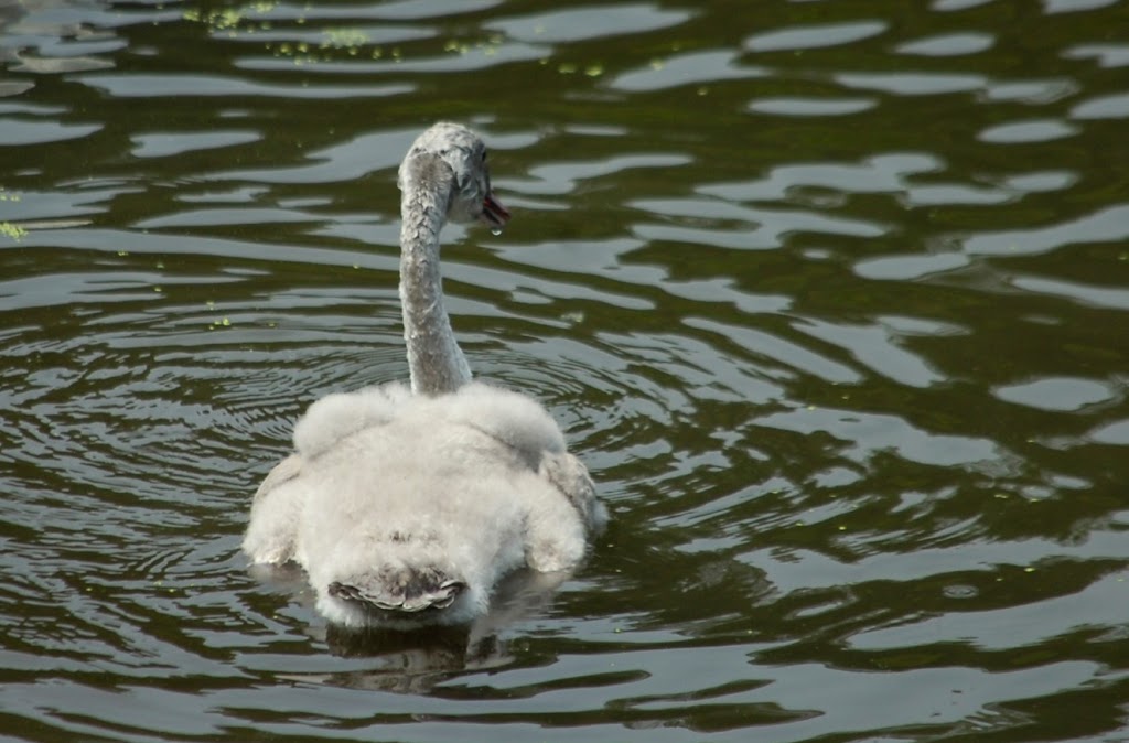 Waterfowl Viewing | 361A Old Finch Ave, Scarborough, ON M1B 5K7, Canada | Phone: (416) 392-5929