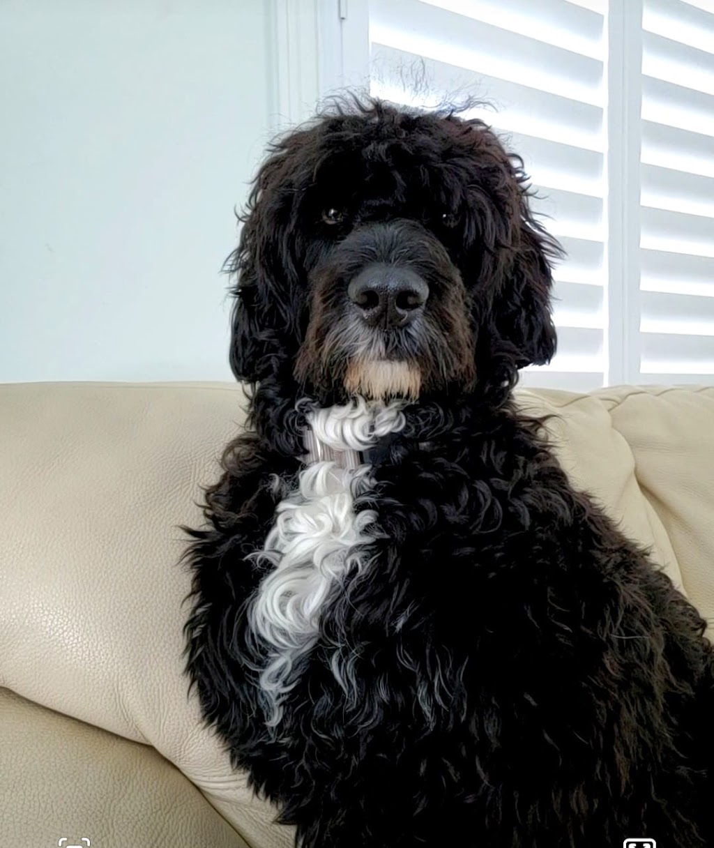 Pura Vida Portuguese Water Dogs | 324 Edgar Bonner Ave, Rockwood, ON N0B 2K0, Canada | Phone: (647) 898-9953