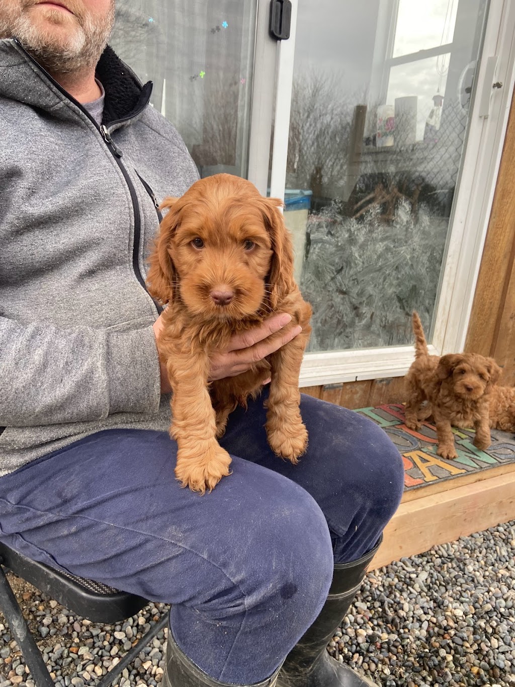 Greenheart Labradoodles | 46655 Bailey Rd, Chilliwack, BC V2R 4S8, Canada | Phone: (604) 793-8582