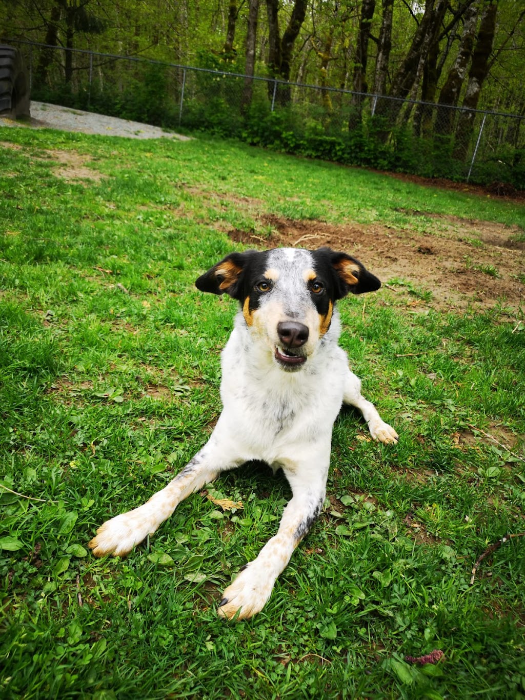 Ruff Stuff Dog Services | 40667 Government Rd, Garibaldi Highlands, BC V0N 1T0, Canada | Phone: (604) 733-6483