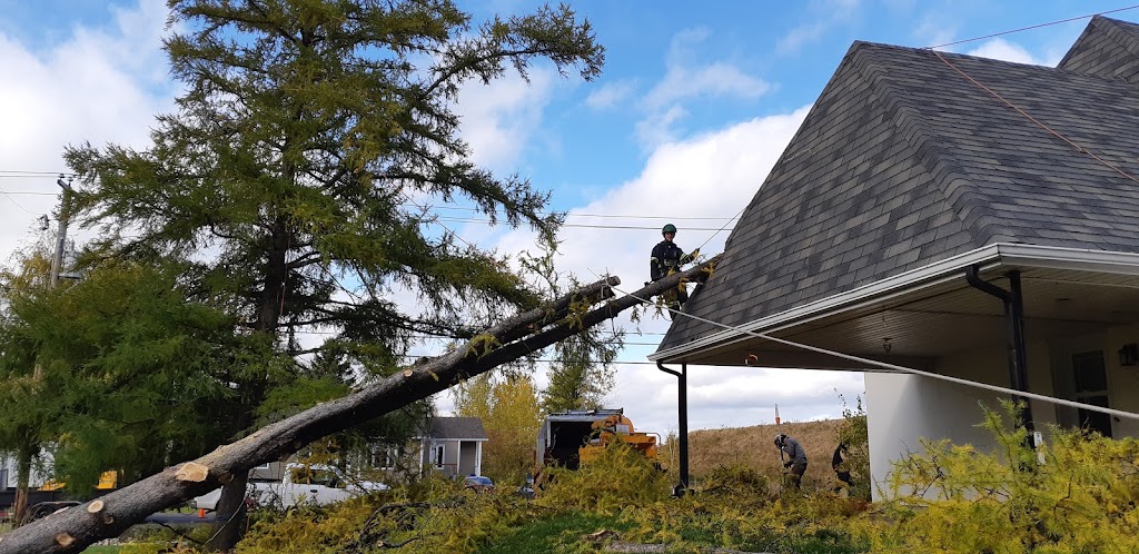Arboriculture du fjord | 561 Delisle, Chicoutimi, QC G7G 3B7, Canada | Phone: (581) 234-4190
