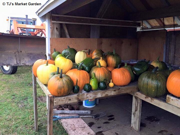 TJs Market Garden Inc. | 41259 Rge Rd 163, Forestburg, AB T0B 1N0, Canada | Phone: (780) 385-5450