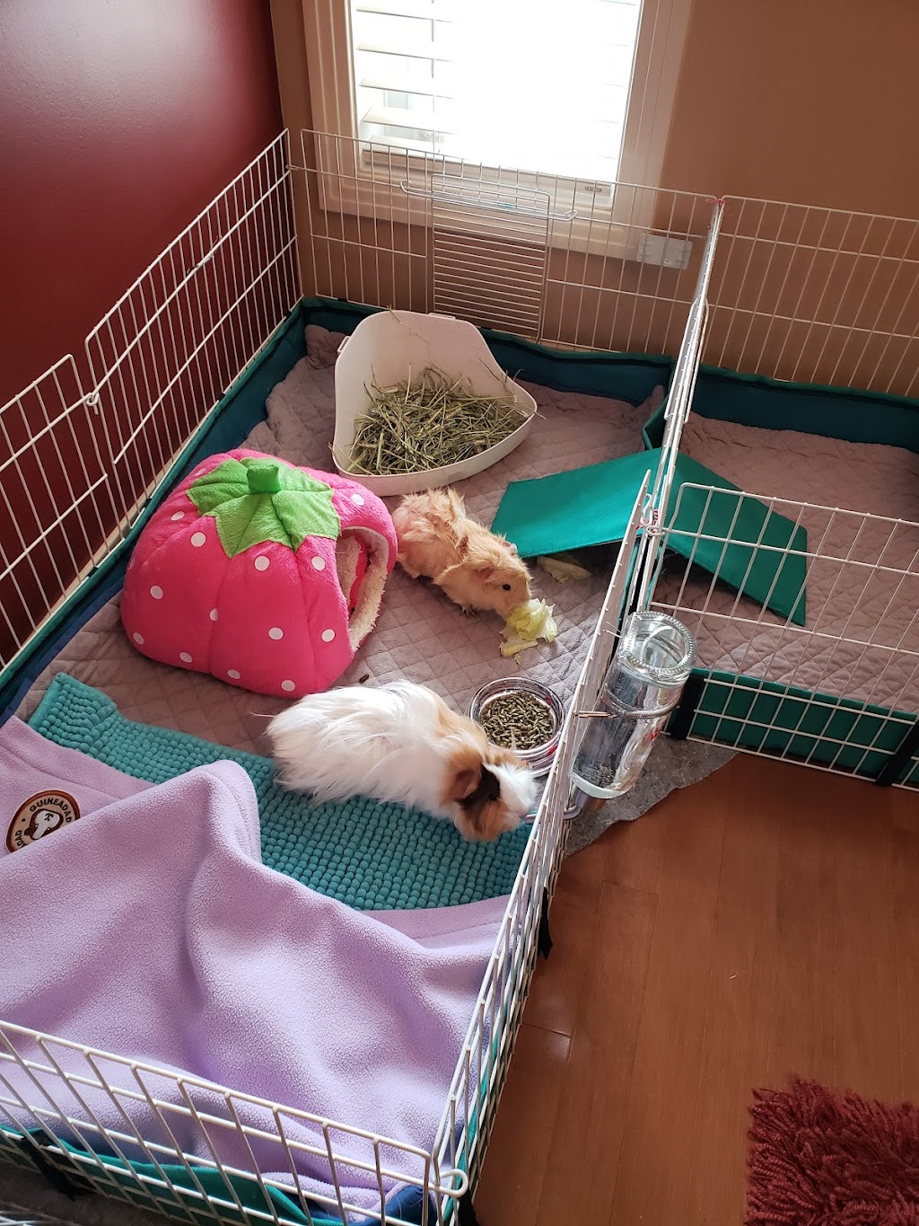 The Guinea Pig Palace | 100 Hawkmere Way, Chestermere, AB T1X 0C7, Canada | Phone: (403) 589-8194
