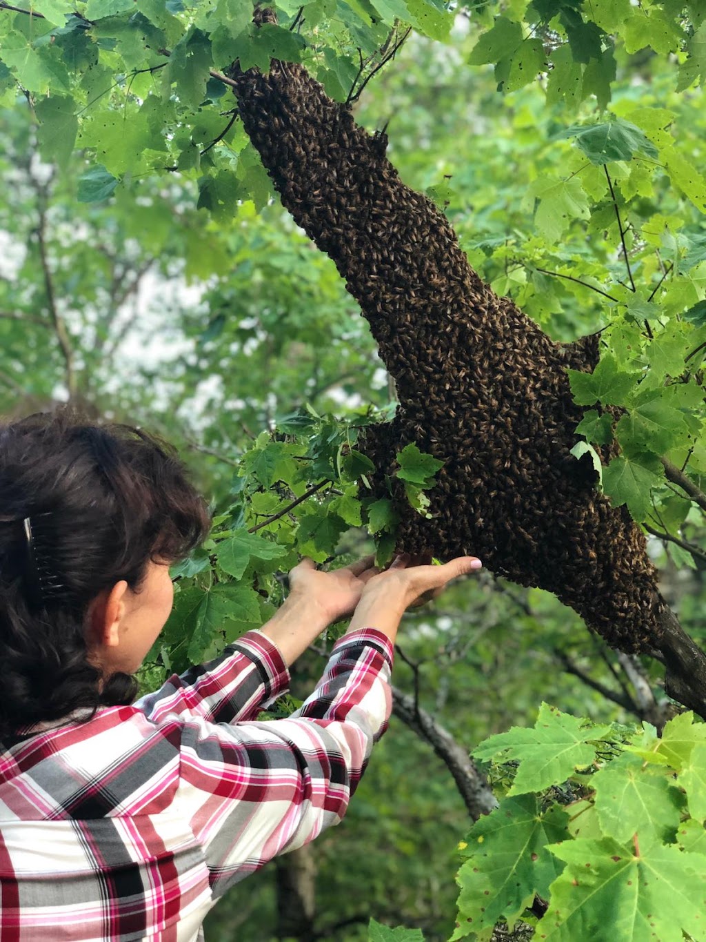 Bee Symphony Apiary | 1051 Frank Cooper Trail, Gravenhurst, ON P1P 1R3, Canada | Phone: (416) 722-0572