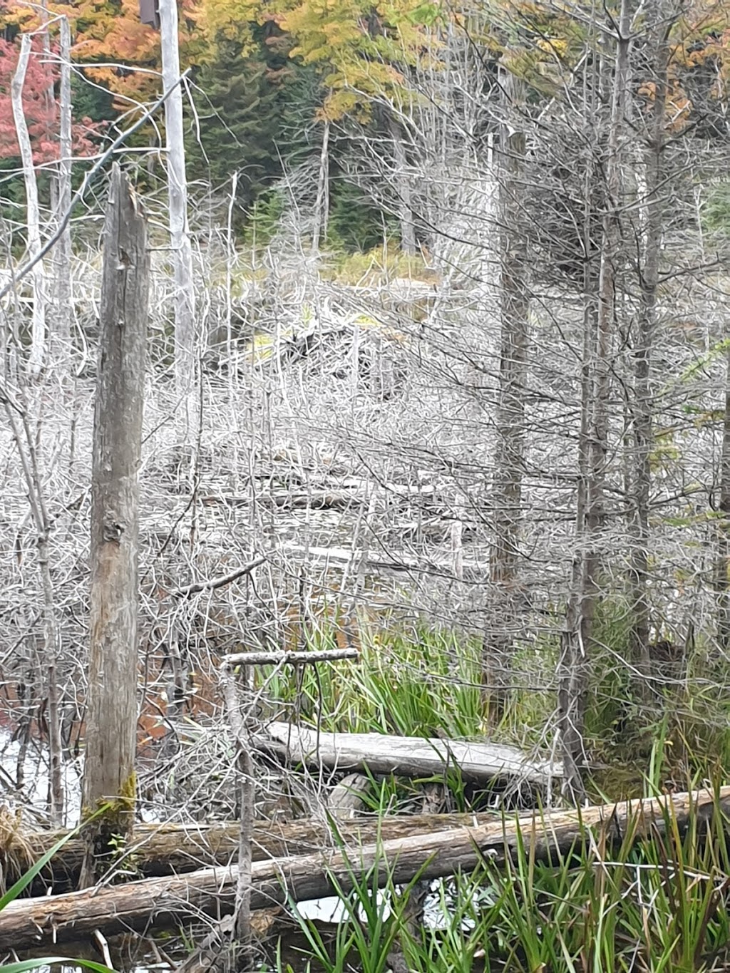 Sentier des Pionniers | 45 Chemin Cambria, Gore, QC J0V 1K0, Canada