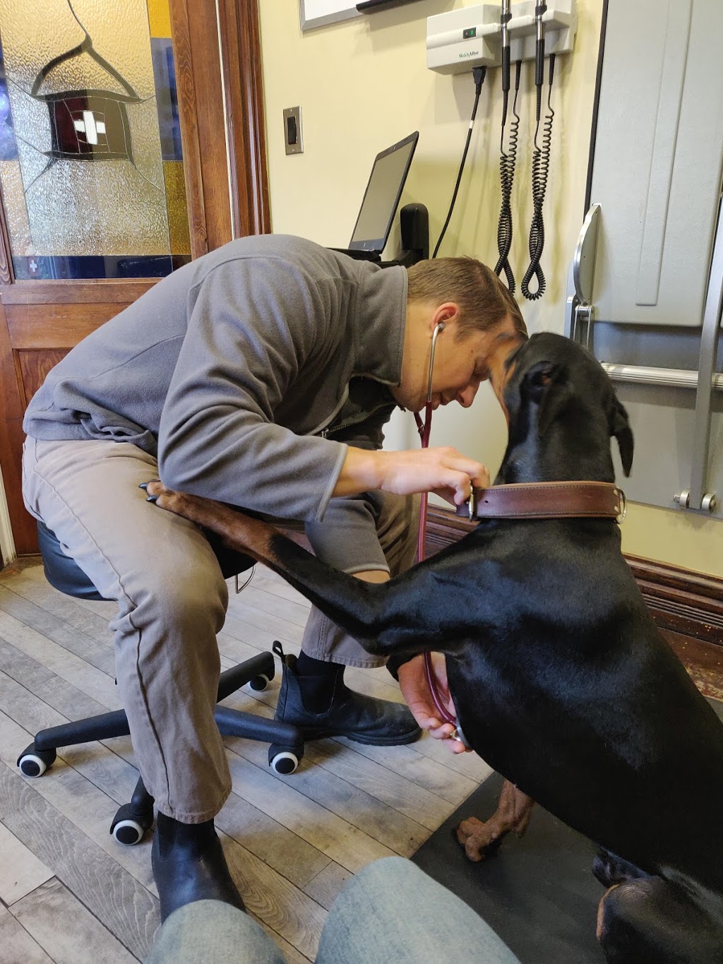 Caledon Mountain Veterinary Hospital | 29 Elizabeth St, Caledon Village, ON L7K 0W7, Canada | Phone: (519) 927-5775
