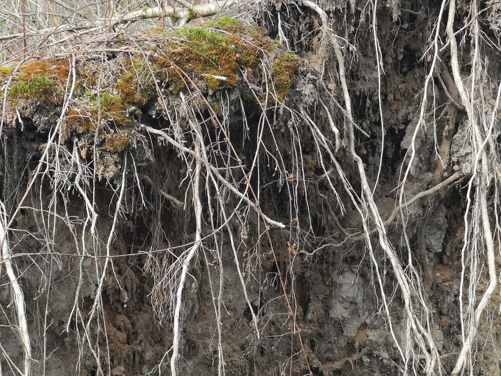 Cedar Trail | Cedar Trail, Surrey, BC V3V 7Z2, Canada