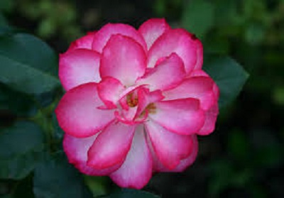 Rambling Rose Nursery | 528 Wesley Acres Rd, Bloomfield, ON K0K 1G0, Canada | Phone: (613) 393-1828