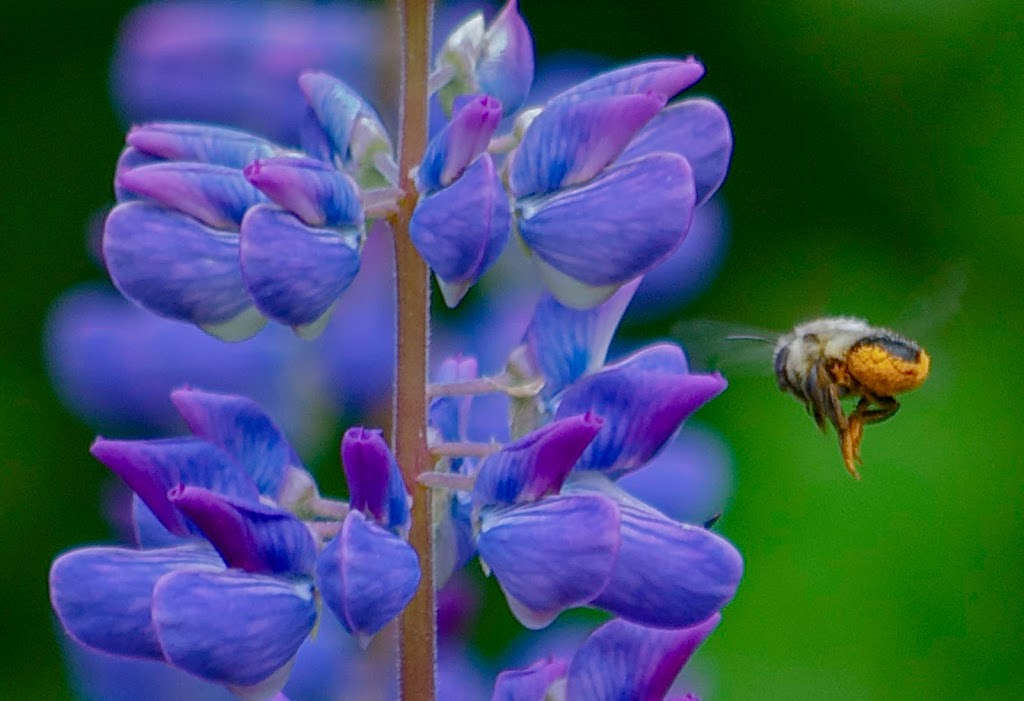 Wholly Macro Photography | 2 Jude St, Victoria, PE C0A 2G0, Canada | Phone: (902) 678-4772