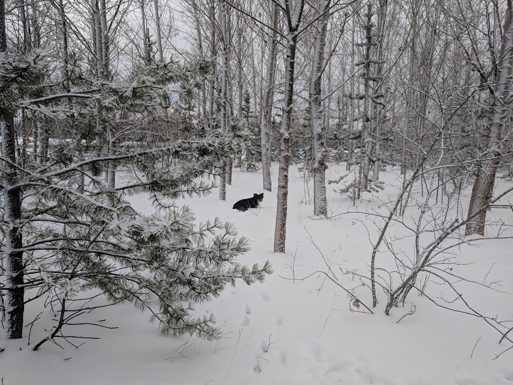 Silver Springs off-leash park | 6231 Silver Springs Hill NW, Calgary, AB T3B 3E5, Canada