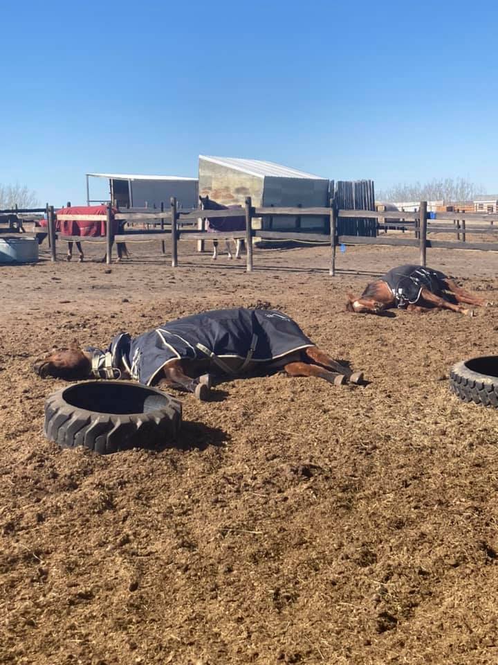 Mane Stage Stables | 232045 Range Road 250 Intersection of Township Rd 232 and, Range Rd 250, Carseland, AB T1P 0N6, Canada | Phone: (403) 689-2048