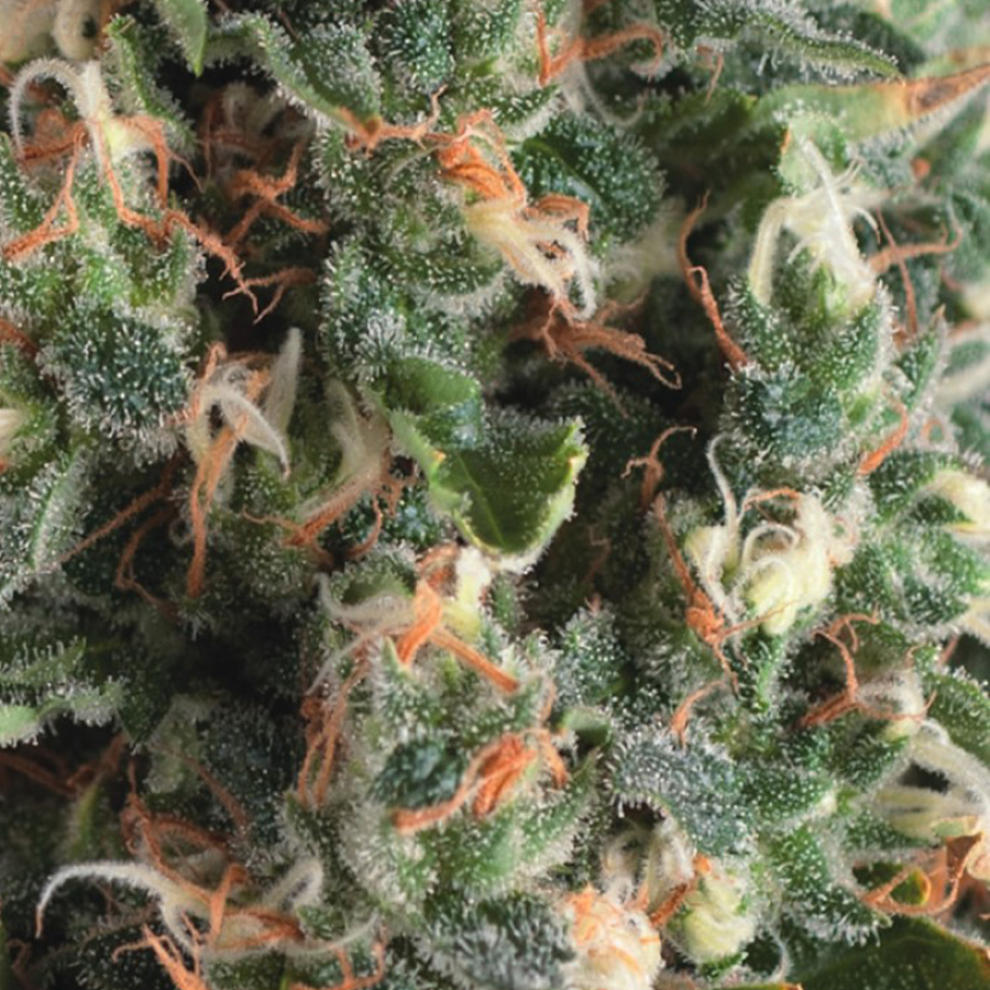 Recreational Cannabis farmers market | 5852 Old Highway 2, Shannonville, ON K0K 3A0, Canada | Phone: (613) 391-2071