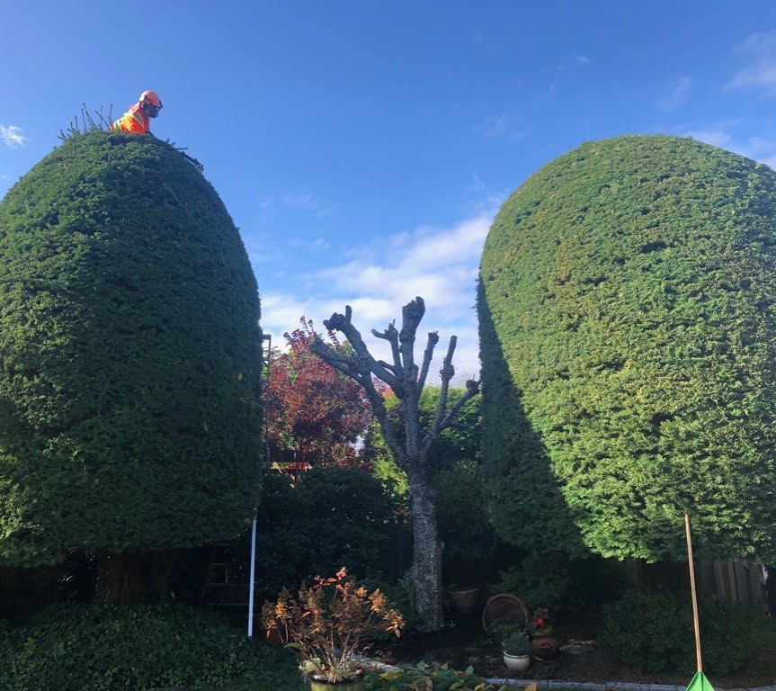 2 Mikes Tree Service | 7217 Lantzville Rd, Lantzville, BC V0R 2H0, Canada | Phone: (250) 714-9214