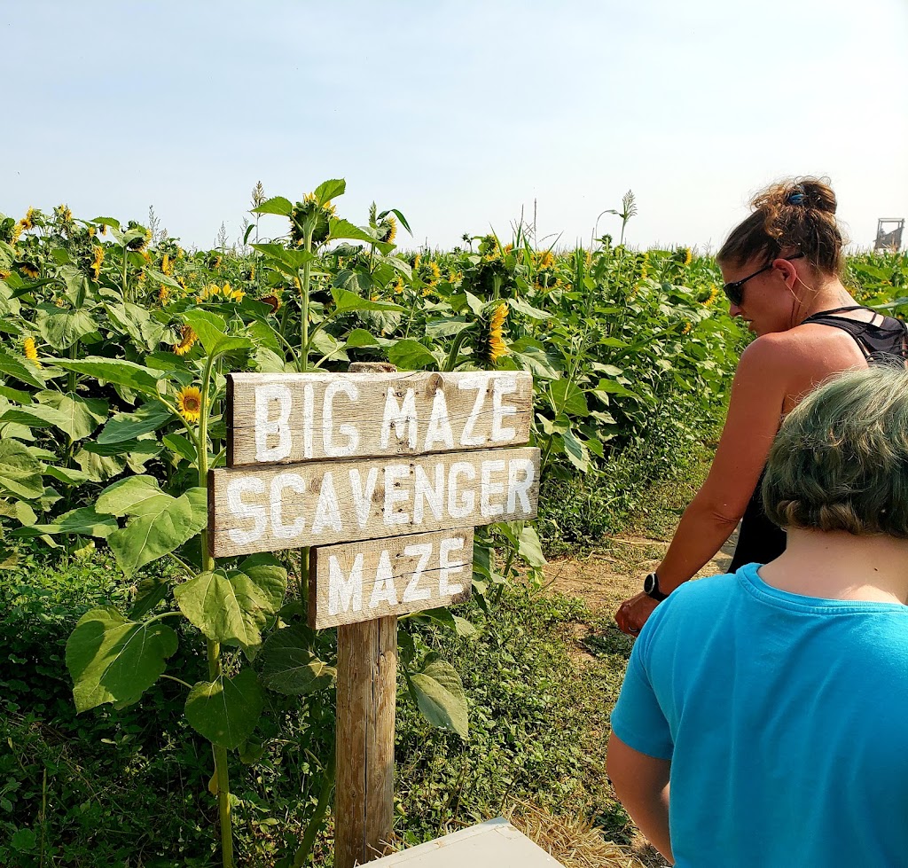 Lethbridge Corn Maze | 104051 Range Rd 224, Alberta T0K 2A0, Canada | Phone: (403) 381-3775