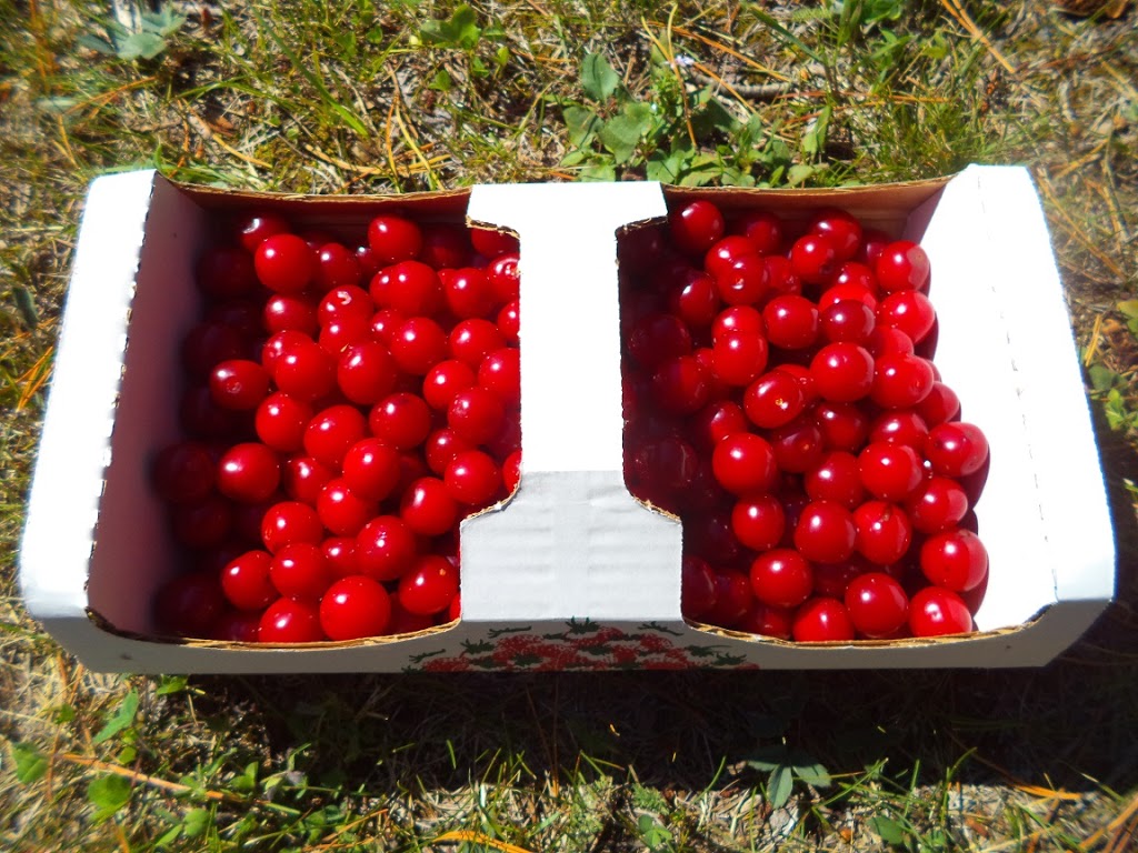 Red Lodge Upick | Township Rd 342 & Range Road 31, Red Deer County, AB T0M 0K0, Canada | Phone: (403) 224-2425