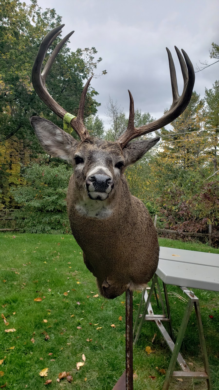 Carolins Creative Taxidermy | 450 Deer Run Rd, Frankford, ON K0K 2C0, Canada | Phone: (613) 398-7218