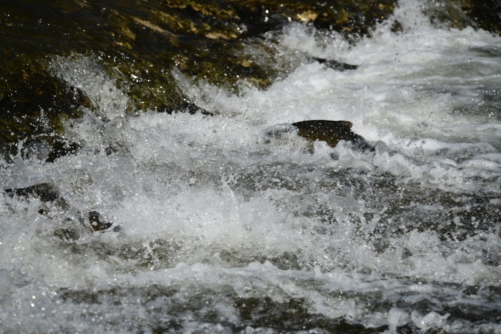 Port Hope Conservation Area | Campbellcroft, ON L0A 1B0, Canada | Phone: (905) 797-2721