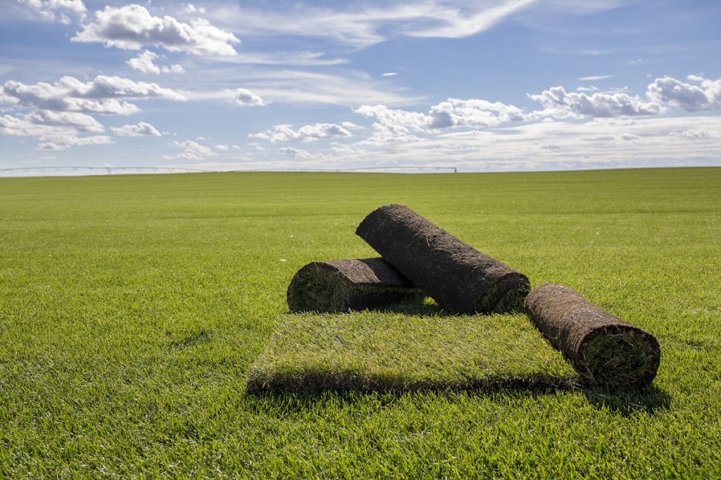 Eagle Lake Turf Farms | Township Rd 240 & Range Rd 243 Township Rd 240 &, Range Rd 243, Strathmore, AB T0J 3G0, Canada | Phone: (403) 934-6808