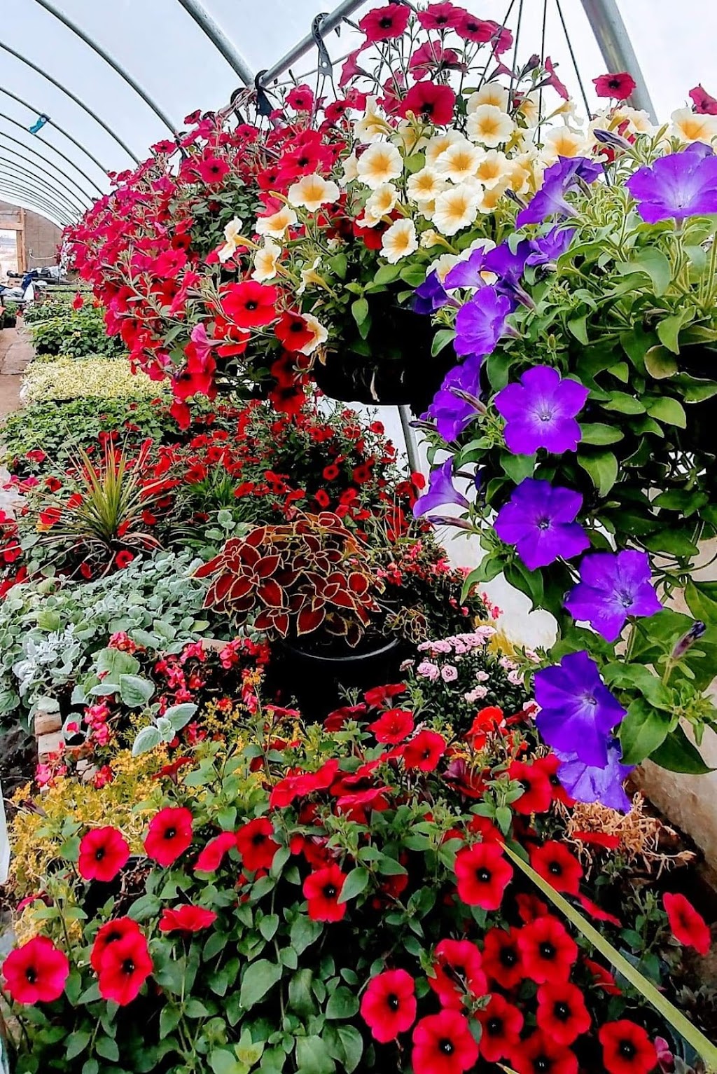 Oakbank Garden Market | 26016 Springfield Rd, Oakbank, MB R5N 0A8, Canada | Phone: (204) 444-4780