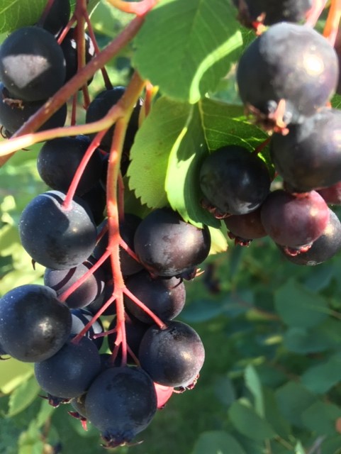 South Island Saskatoons | 1245 Fisher Rd, Cobble Hill, BC V0R 1L4, Canada | Phone: (250) 743-9464