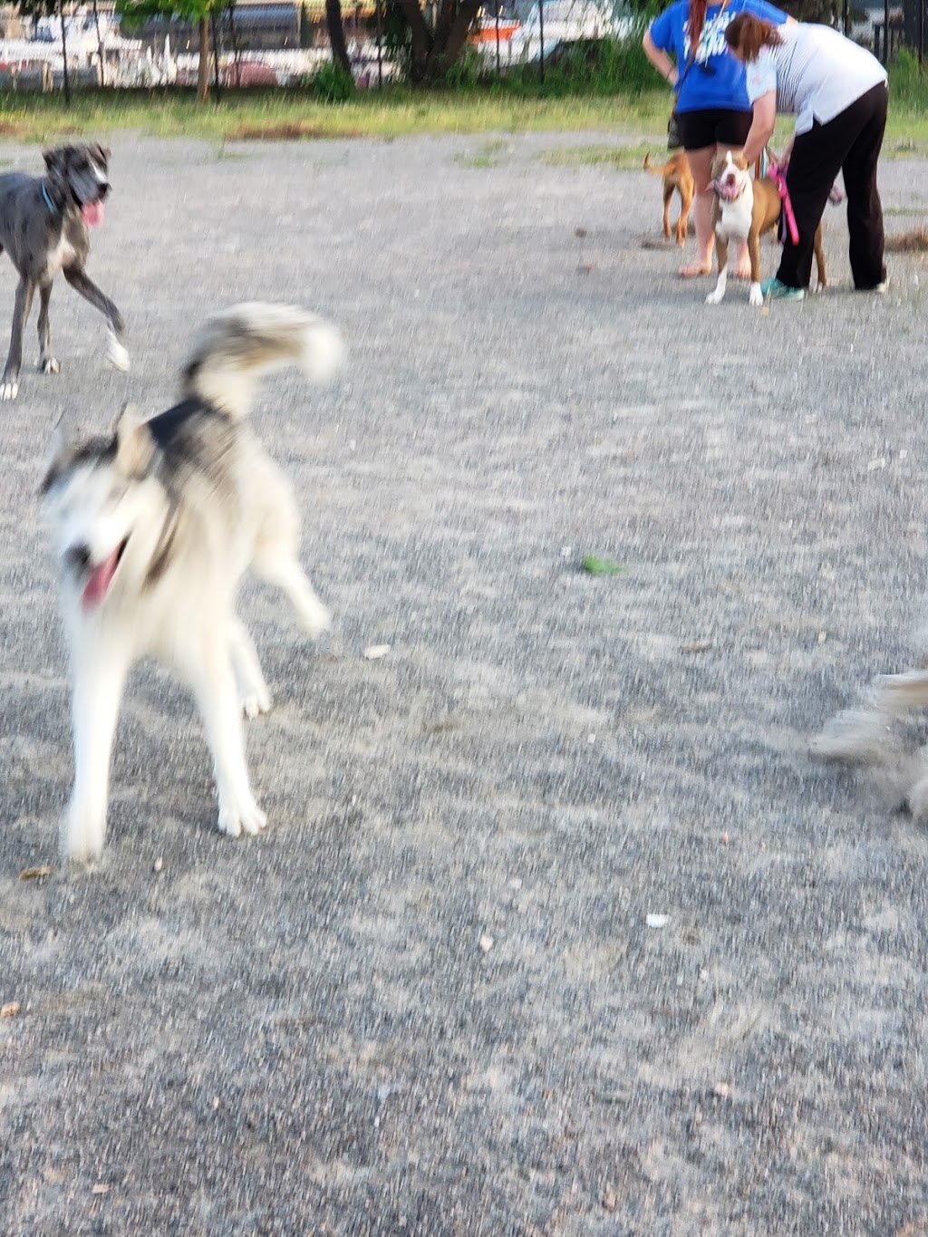 Dog Park | Buffalo, NY 14207, USA