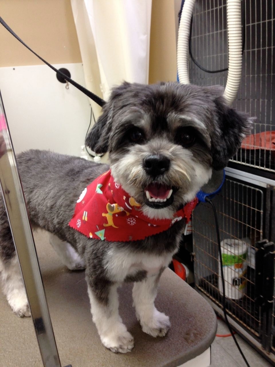 Wags n Whiskers | 3550 Dundas St, Burlington, ON L7M 4B8, Canada | Phone: (905) 616-0025