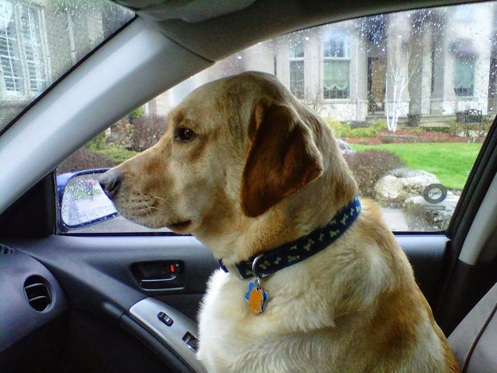 Purrs & Wags Professional Pet Care | 1964 Main St W, Hamilton, ON L8S 1J5, Canada | Phone: (905) 577-3911