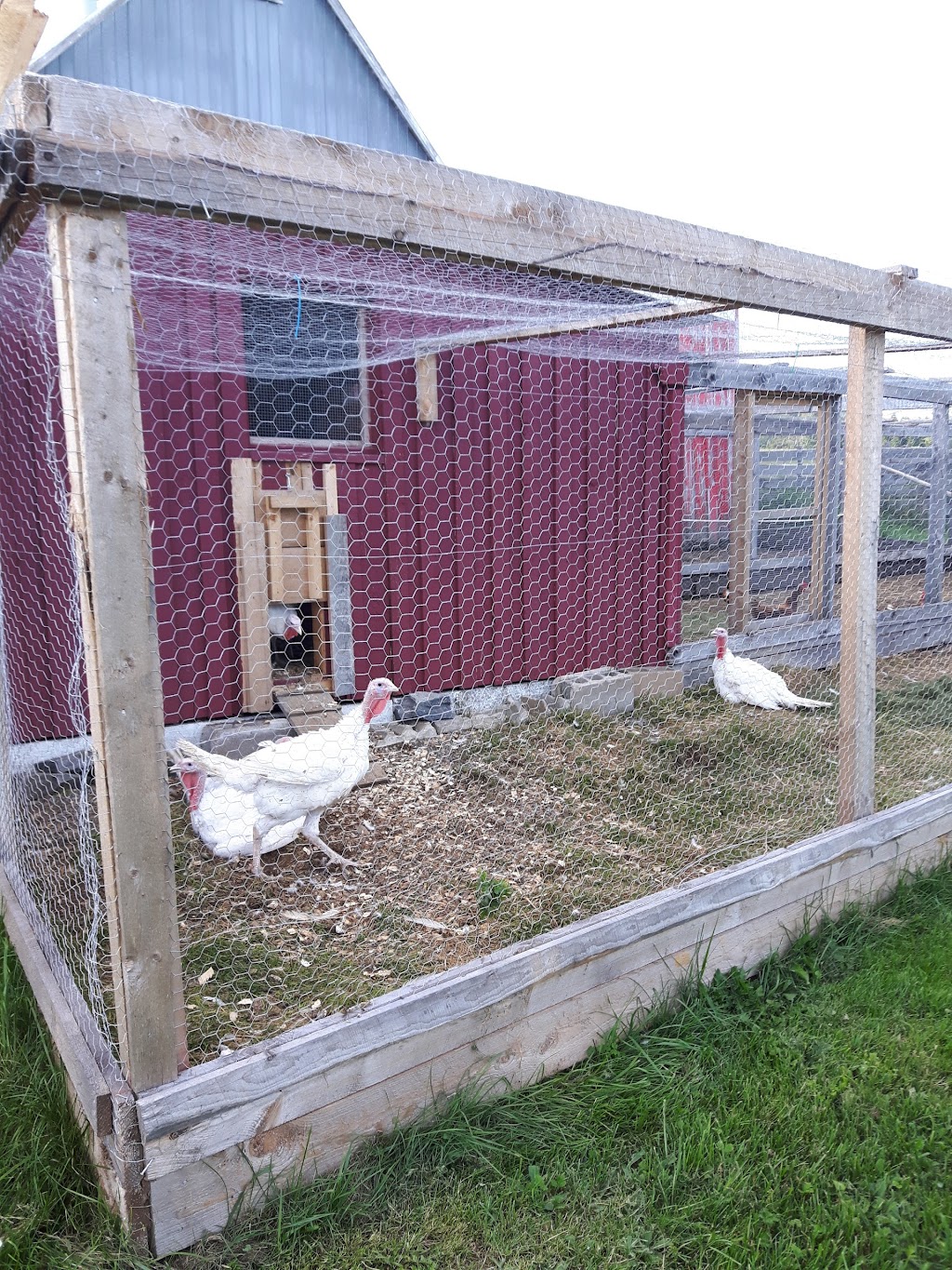 Millbrook Farms | 487 New Ross Rd, Windsor, NS B0N 2T0, Canada | Phone: (801) 631-2516