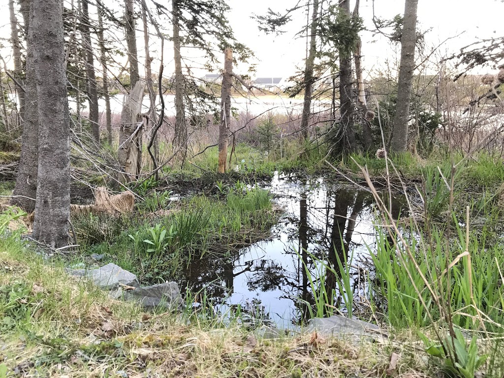 Branscombes Pond Park | Branscomes Pond Walk, Mount Pearl, NL A1N 3L2, Canada