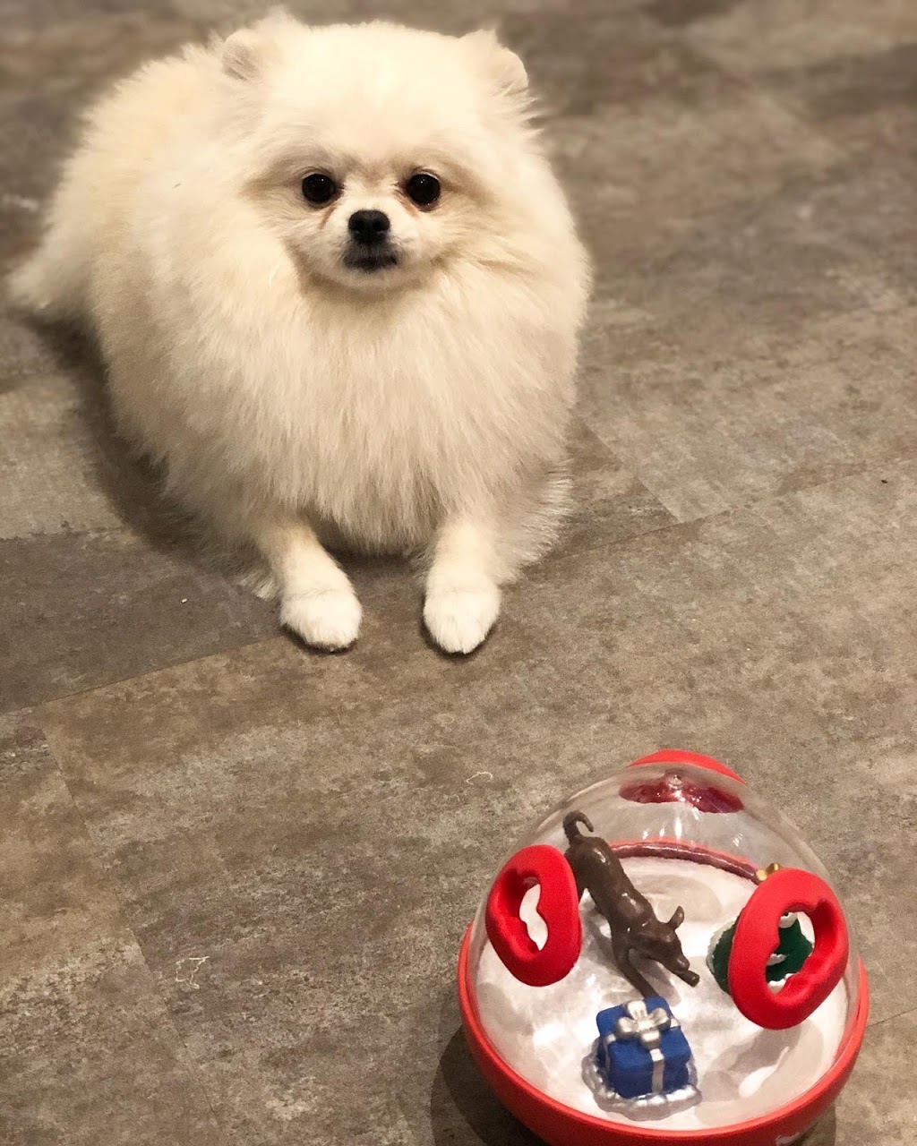 DogStar⭐️pet boutique&grooming spa | CA, 292 Eglinton Ave W, Toronto, ON M4R 1B2, Canada | Phone: (647) 797-2248