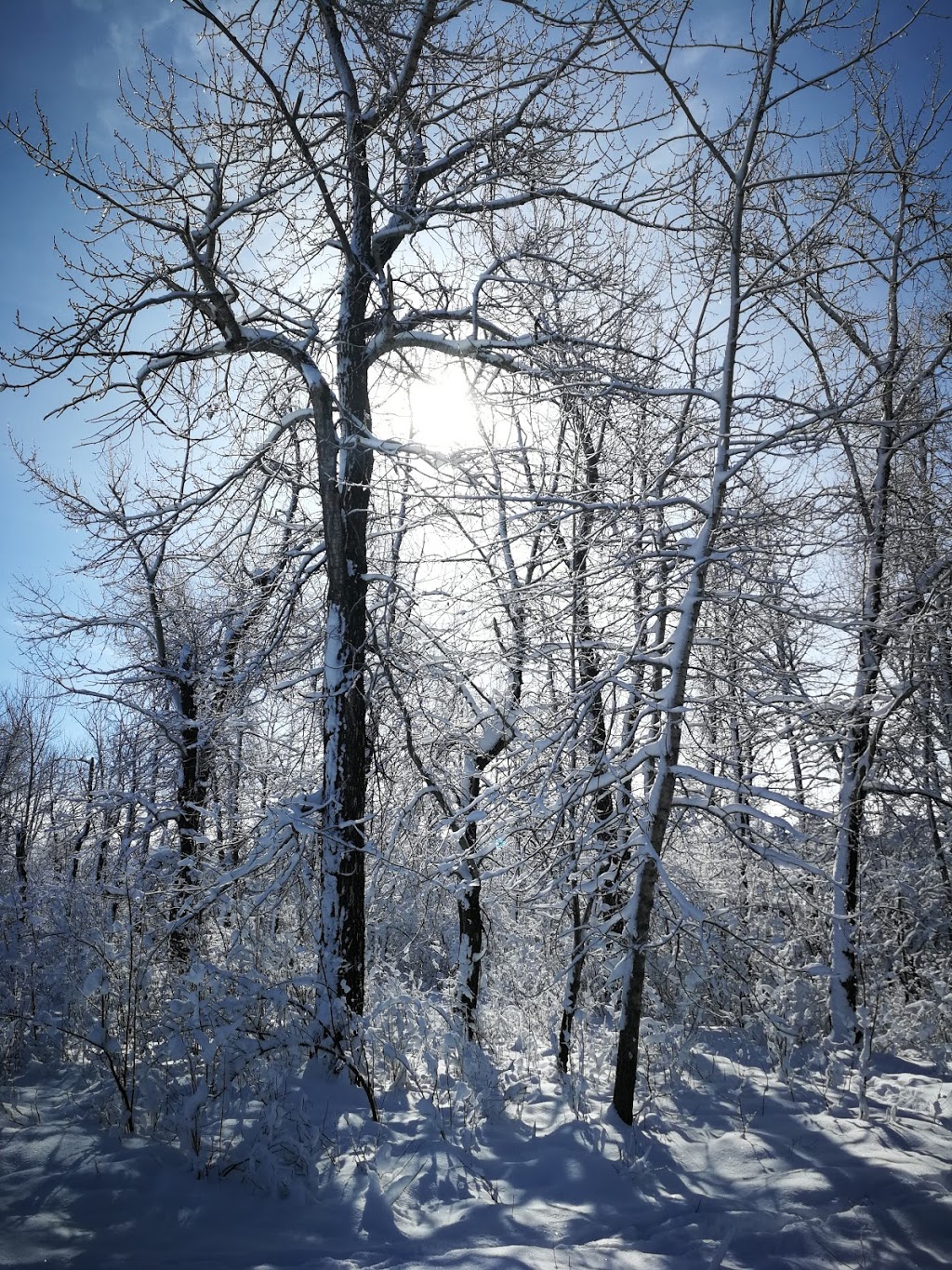 Black Diamond Offleash Park | 218 2 St NW, Black Diamond, AB T0L 0H0, Canada | Phone: (587) 888-3925