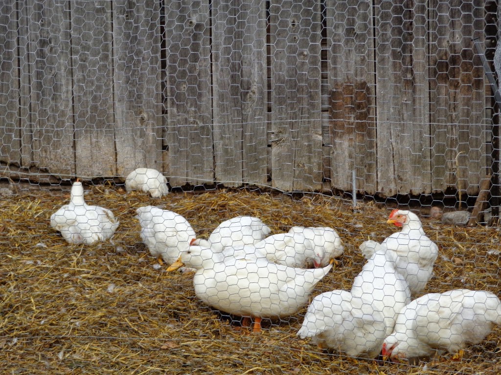 Frolic Acres Farm | 3669 Reid Rd, Newtonville, ON L0A 1J0, Canada | Phone: (905) 440-6031