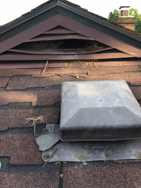 Gunning Wildlife Removal & Pest Control | 124 Ottawa Ave, Woodstock, ON N4T 0H9, Canada | Phone: (519) 421-2677