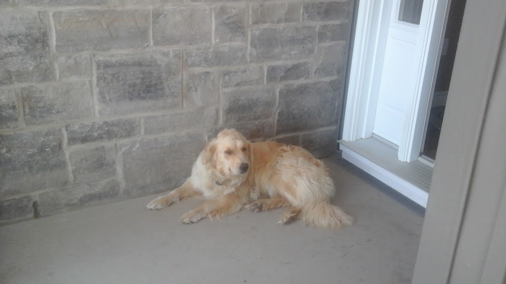 Town N Country Dog Grooming | 78 Main St S, Forest, ON N0N 1J0, Canada | Phone: (519) 328-0870