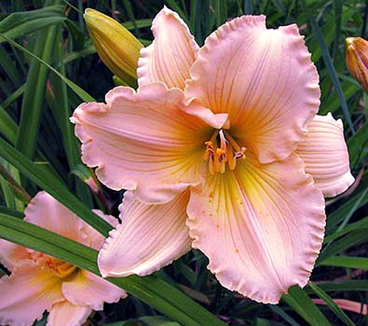 50 Mather - Perennials | 50 Mather Rd, Bancroft, ON K0L 1C0, Canada | Phone: (613) 332-8532