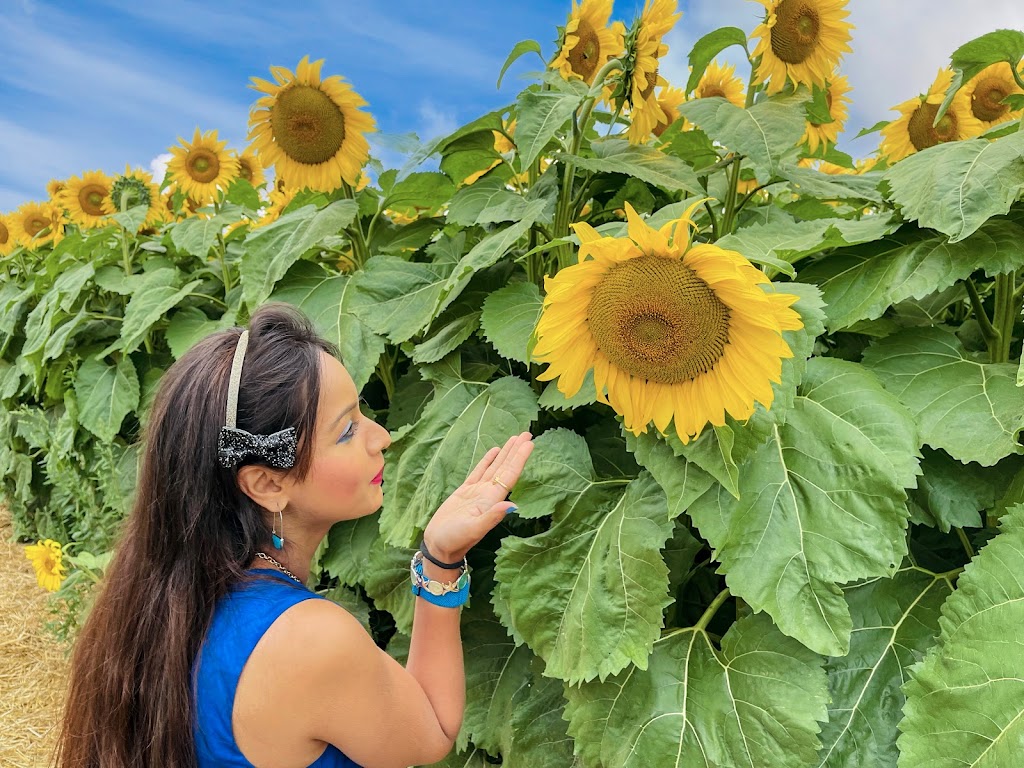 The Sunflower Farm | 24430 Sideroad 17, Side Rd 17, Beaverton, ON L0K 1A0, Canada | Phone: (416) 316-9543