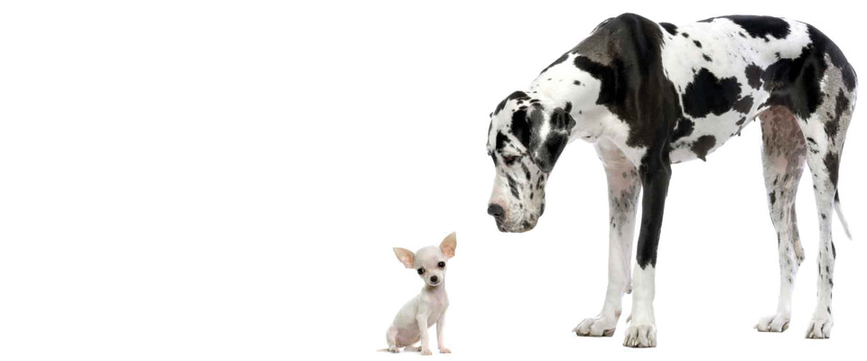 Lifeline Animal Clinic | 102-3581 Shelbourne St, Victoria, BC V8P 4G8, Canada | Phone: (250) 595-1239