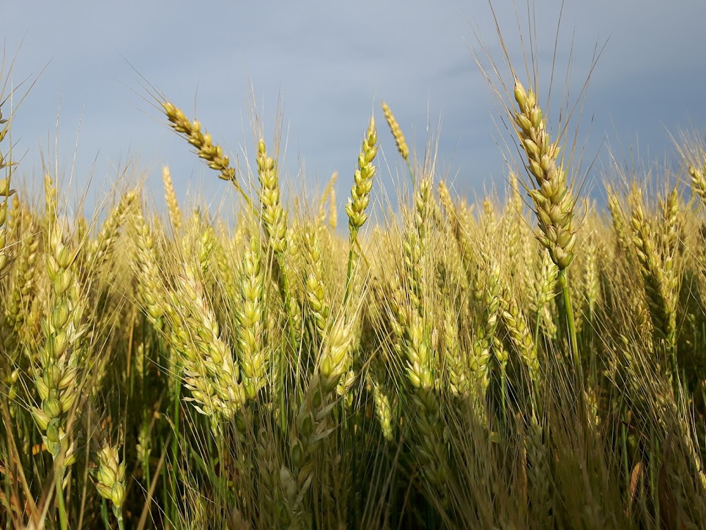 Nieuwland Feed & Supply Ltd | 9815955 ON-23, Listowel, ON N4W 3G9, Canada | Phone: (519) 291-5795