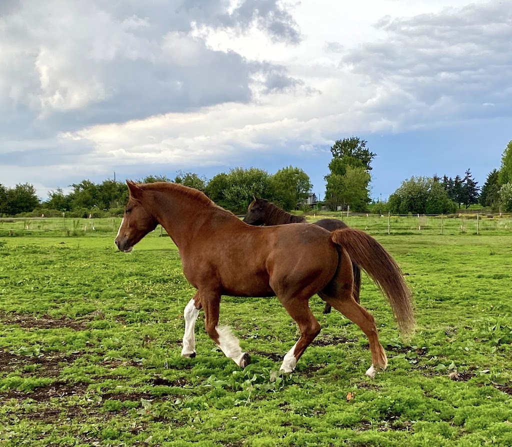 TNT Hay Sales | 40303 No 4 Rd, Abbotsford, BC V3G 2S2, Canada | Phone: (888) 802-3269