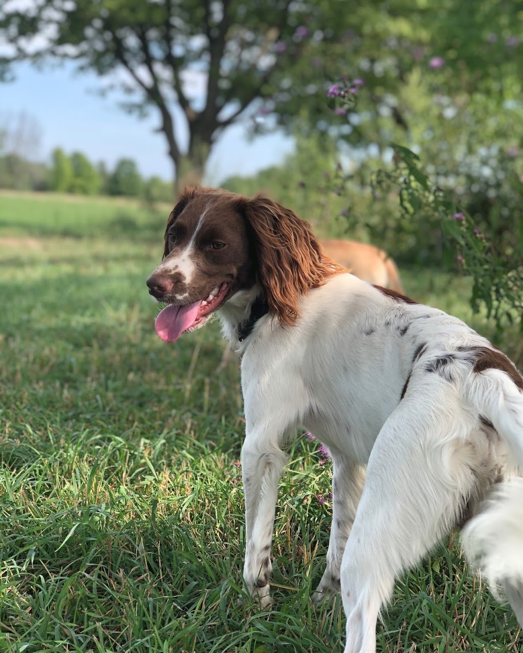 Doggie Stay n Play | 3936 Old Beverly Rd, Cambridge, ON N1R 5S7, Canada | Phone: (519) 503-9936