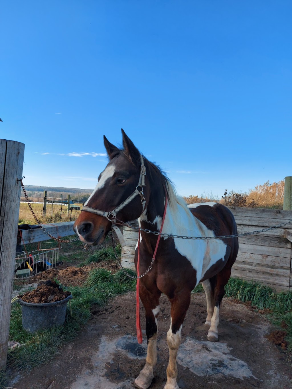 Butler Show Horses | 4981 10 Line N, Coldwater, ON L0K 1E0, Canada | Phone: (705) 835-3307