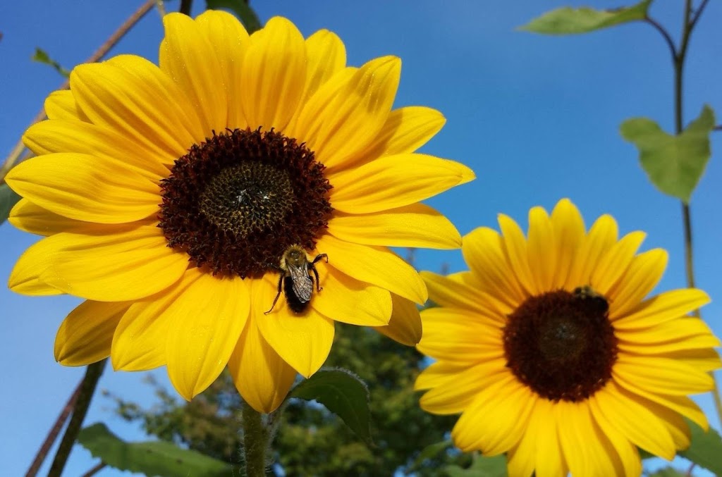 Les jardins detc | 95 chemin Antoine, Bury, QC J0B 1J0, Canada | Phone: (819) 832-3090
