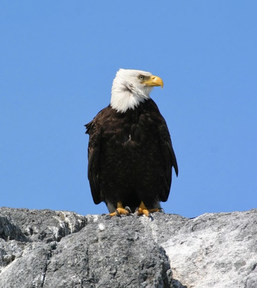 Sidney Whale Watching | 2537 Beacon Ave, Sidney, BC V8L 1Y2, Canada | Phone: (250) 656-7599