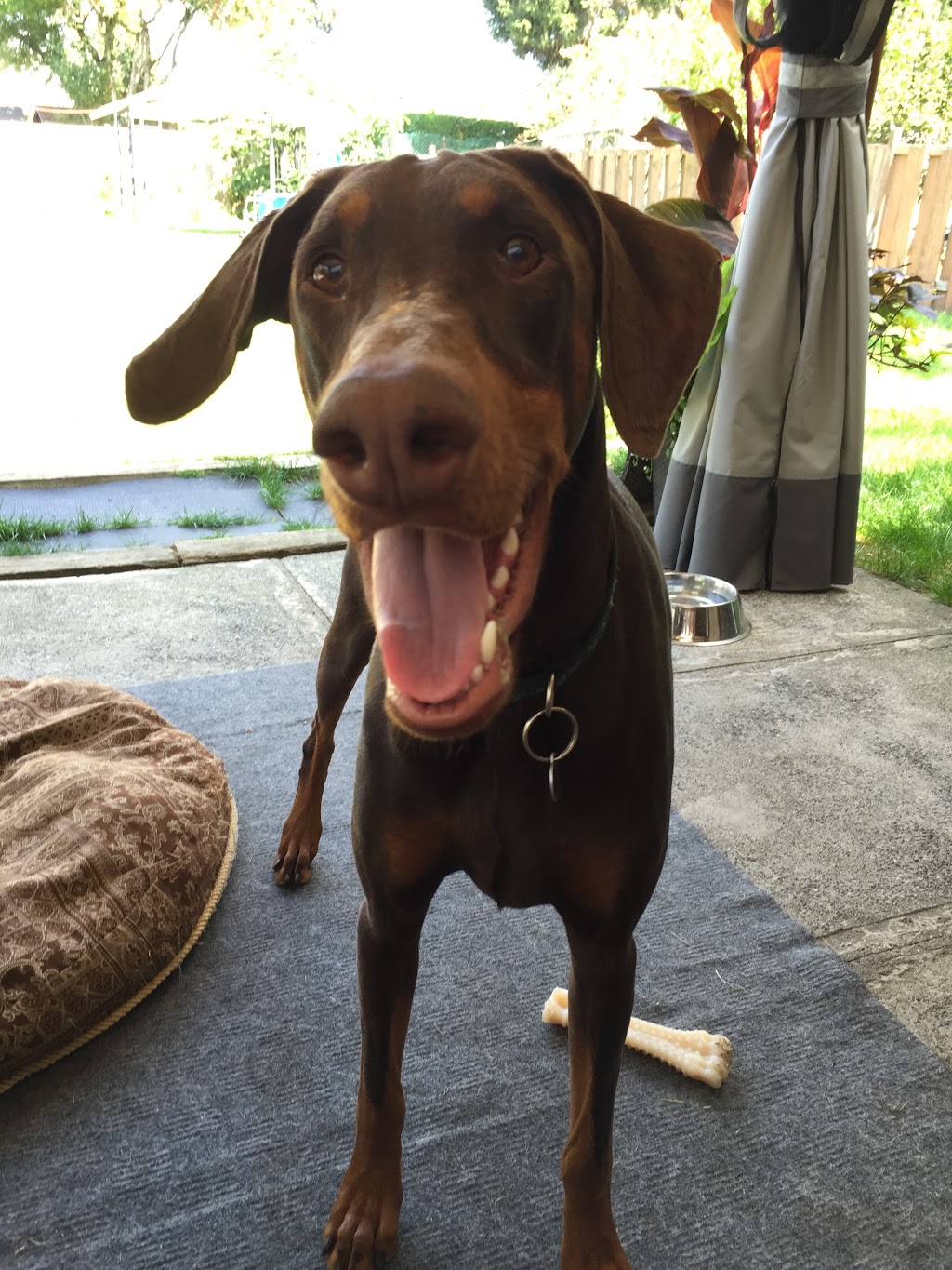 Doggy Dos & Donts | 3510 Bishop Pl, Coquitlam, BC V3E 0K2, Canada | Phone: (778) 896-5600
